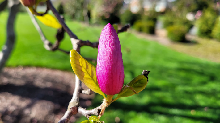 Patiently waiting for the magnolia bud to bloom